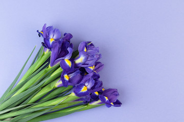 Wall Mural - Lovely iris flowers on violet backdrop, holiday postcard with copy space.