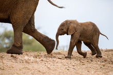 A Beautiful Cute Photograph Of A Baby Elephant Walking Behind Its Mother On A Sand Embankment, Taken At The Madikwe Game Reserve In South Africa.