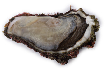 Wall Mural - Opened oyster isolated on white