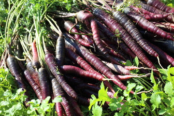 Poster - Violet carrots harvest