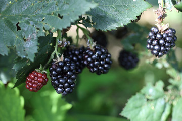 Wall Mural - Growing blackberries. Harvest