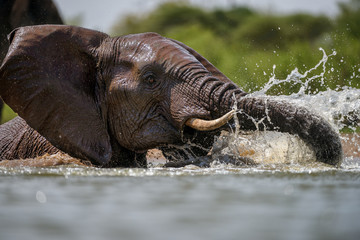 Wall Mural - A close up action portrait of a swimming elephant, splashing, playing and drinking in a waterhole at the Madikwe Game Reserve, South Africa.