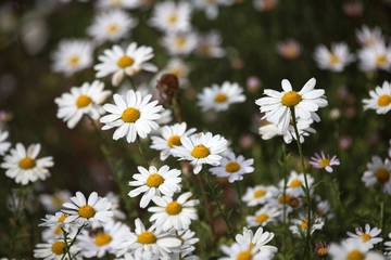 Canvas Print - White little chrysanthemums