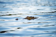 A close up photograph of a crocodile swimming in the Chobe River, Botswana, with only its head above the water surface.