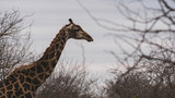 Fototapeta Sawanna - giraffe in south africa national park