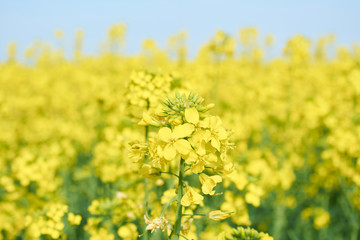 Colorful field of blooming raps. Rapeseed field with with blue sky. Yellow flowering rape plant. Source of nectar for honey. Raw material for animal feed, rapeseed oil and bio fuel