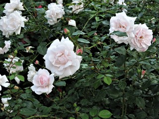 Wall Mural - pink roses in the garden