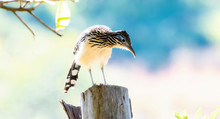 A Rare Colorful Lesser Roadrunner (Geococcyx Velox) Perched On A Post In Jalisco, Mexico