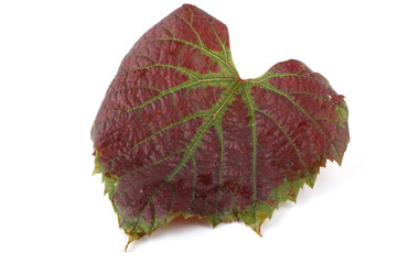 Sticker - Bicolor red-green autumn grape leaf