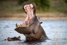 An Action Portrait Of A Hippo With Its Mouth Wide Open, Above The Water Surface And Baring All Of Its Teeth, Taken On The Chobe River In Botswana.