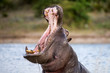 An action portrait of a hippo with its mouth wide open, above the water surface and baring all of its teeth, taken on the Chobe River in Botswana.
