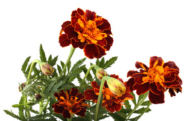 Wall Mural - Growing marigolds isolated on white
