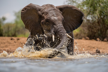 Wall Mural - A close up action portrait of a swimming elephant, splashing, playing and drinking in a waterhole at the Madikwe Game Reserve, South Africa.