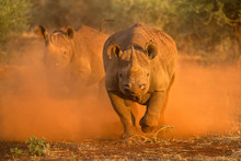 An Action Photograph Of Two Female Black Rhinos Charging At The Game Vehicle, Kicking Up Red Dust At Sunrise, Taken In The Madikwe Game Reserve, South Africa.
