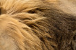 A close up detail photograph of the black and brown mane of a large male lion, taken in the madike Game Reserve, South Africa.