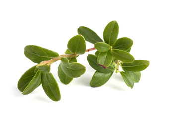 Wall Mural - Cowberry leaves isolated on white