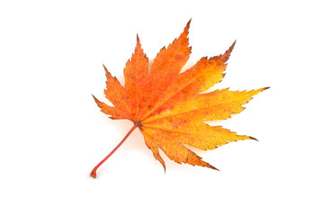 autumn maple leaf