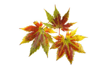 autumn maple leaves