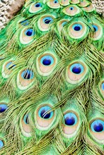 Vertical Closeup Shot Of Peacock Tail Feathers - Perfect For Mobile