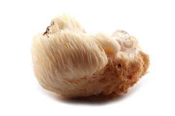 Poster - Hericium erinaceus mushroom (monkey head mushroom, bearded tooth fungus, bearded hedgehog mushroom, pom pom, lion's mane mushroom)