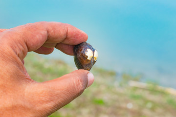 A beautiful sea shell in human hand