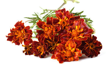 Sticker - Marigolds isolated on white