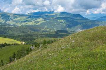 Wall Mural - Blooming meadow on a hill in an alp landscape