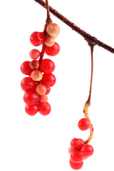 Wall Mural - Schisandra Chinensis isolated on white