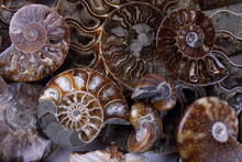Ammonite Background. Different Ammonite Varieties