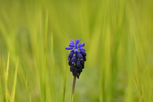 Blue Nazarene (Muscari Neglectum) Among Meadow Grass With Nice Bokeh Background
