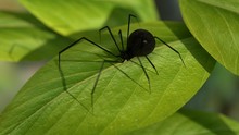 Black Spider On Leaf