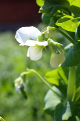 Wall Mural - Growing pea. Young flowers and pods