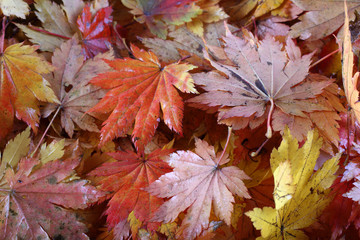 Sticker - Multicolor autumn maple leaves background