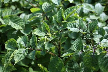 Poster - Growing poteto on field. Argicultural background