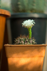 Gymnocalycium sp.and white flower in pot