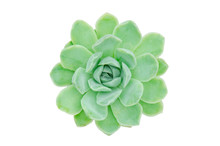 Top View Of Green Echeveria Mexican Snowball Succulent Plant White Background