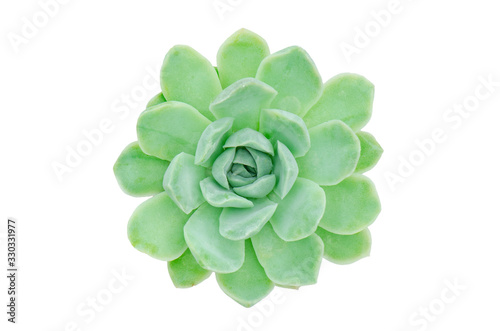 Cuadros en Lienzo Top view of green Echeveria Mexican Snowball succulent plant white background