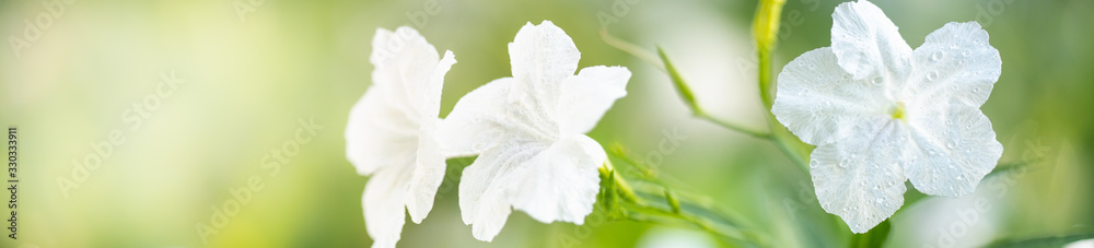 Beautiful nature view of flower on blurred background in garden with copy space using as summer background natural flora plants landscape, ecology, fresh cover page concept. - obrazy, fototapety, plakaty 