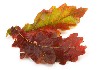 Sticker - Autumn oak leaves