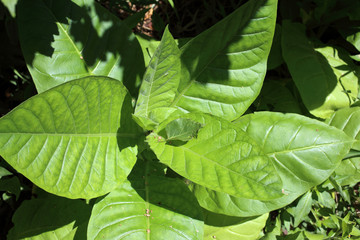 Sticker - Growing tobacco plants