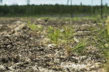 Reclamation Of An Oil Production Site. Planting Pine Seedlings.