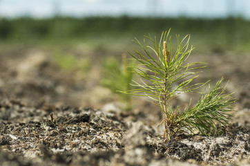 Reclamation of an oil production site. Planting pine seedlings.