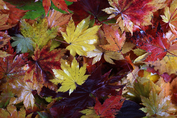 Sticker - Autumn maple leaves background