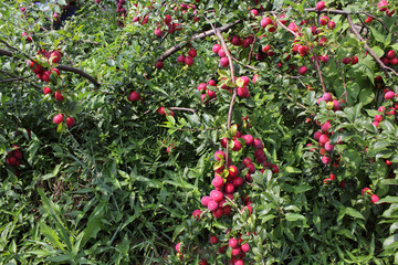 Poster - Red plums on tree