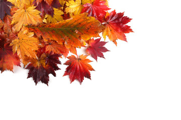 autumn maple and oak leaves