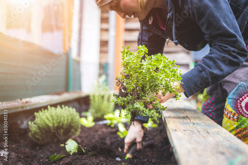 Cuadros en Lienzo Urban gardening: Woman is planting fresh vegetables and herbs on fruitful soil in the own garden, raised bed