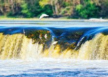Flying Fish On Ventas Rumba Waterfall In Kuldiga In Latvia