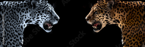 cheetah, leopard, jaguar Poster Mural XXL