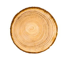 Wall Mural - wood slice with with growth rings isolated on white. natural smooth wood texture.