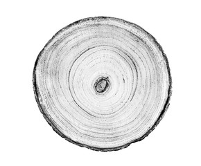 Wall Mural - black and white wood texture of tree rings from a slice of log. grayscale wooden stump isolated on w